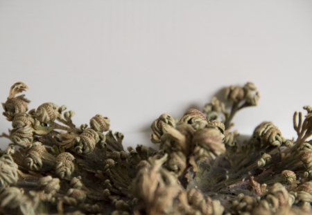 Plantsの写真素材