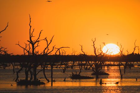 sun on a sunset on the river with dry treesの写真素材