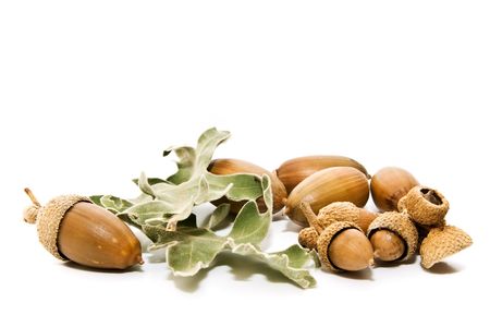 leaf acorns isolatedの写真素材