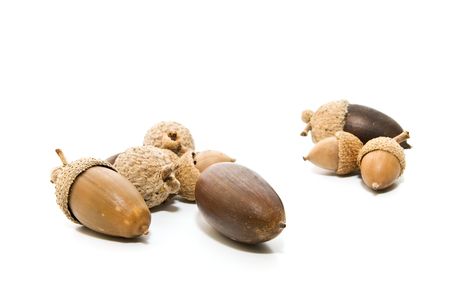 acorns isolated