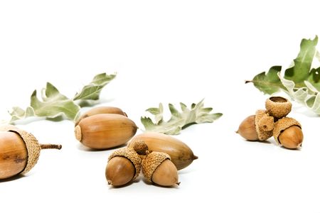 acornsの写真素材