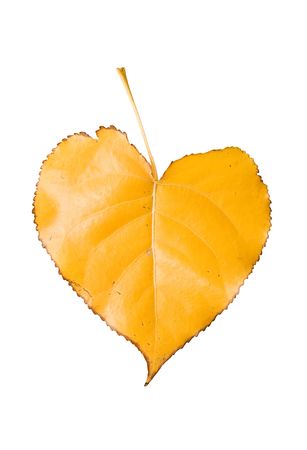 autumn heartの写真素材