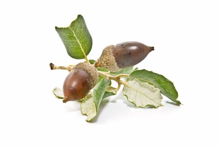 oak acorns