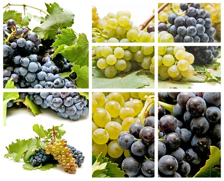 composition of grapesの写真素材