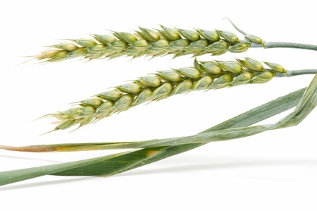 wheat on white backgroundの写真素材