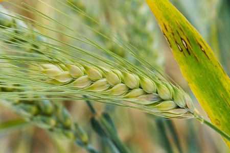 barley cropの写真素材