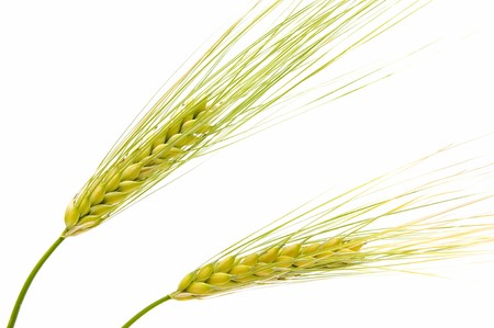 barley on white backgroundの写真素材