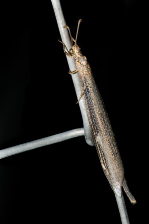 Dragonfly on black backgroundの写真素材