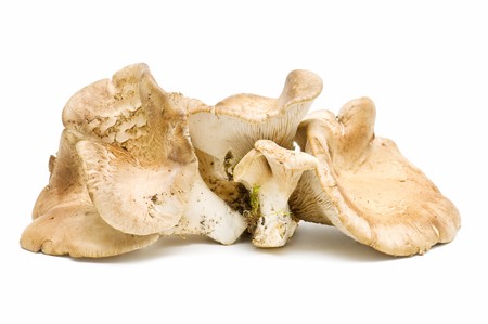 oyster mushrooms on white backgroundの写真素材
