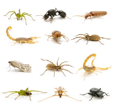 insect collectionの写真素材