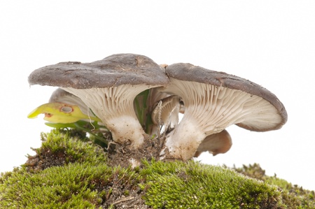 mushrooms on white backgroundの写真素材