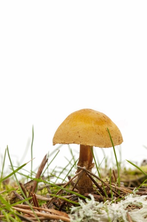 wild mushrooms in the forestの写真素材
