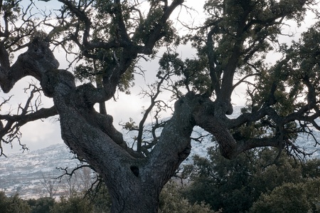 Backlit oakの写真素材