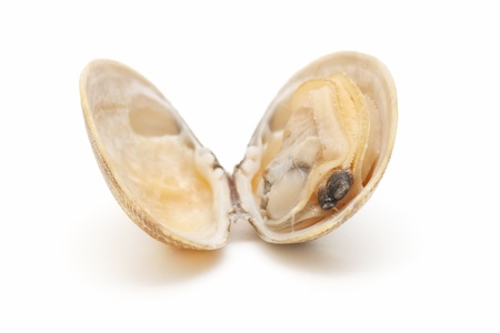 fresh clamsの写真素材