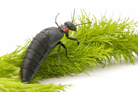 insect commonly called oil
