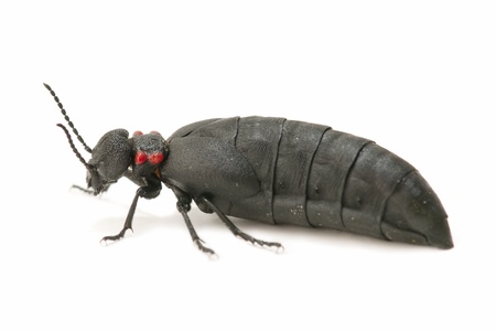 Berberomeloe