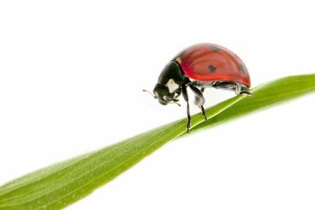 Ladybug on white backgroundの写真素材
