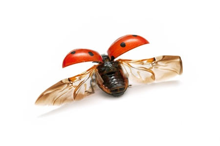 Ladybug with wings openの写真素材