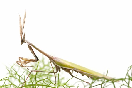 Praying mantisの写真素材