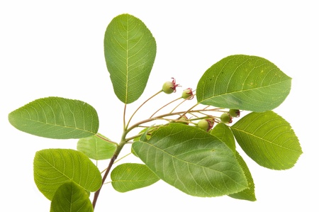 greensの写真素材