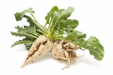 freshly harvested sugar beet on white backgroundの写真素材