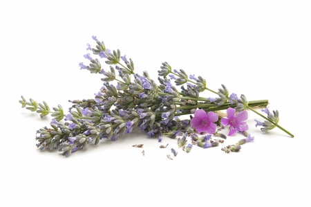 lavender herb of the field reflected on white background
の写真素材