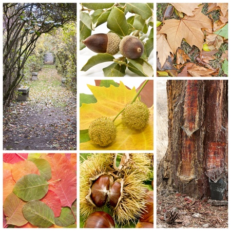 Fall landscape with trees, leaves, fruits of the timeの写真素材