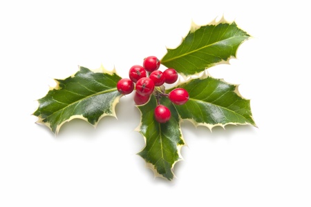 holly plant with berries isolated on white backgroundの写真素材