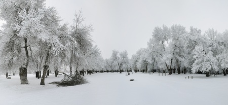 winter landscape of snowy forestの写真素材