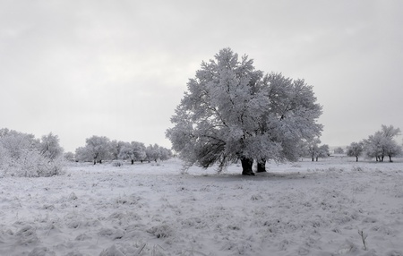 winter landscape of snowy forestの写真素材
