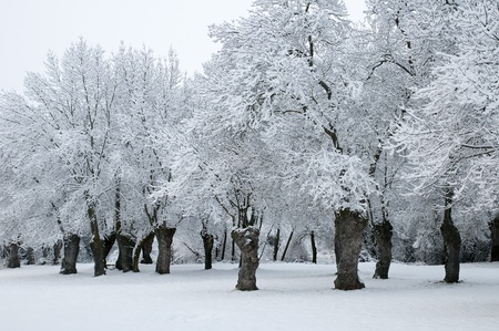 winter landscape of snowy forestの写真素材