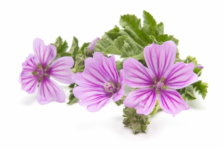 Freshly harvested mallow flowers on white backgroundの写真素材