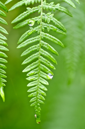 ferns found by the roadside in the wildの写真素材