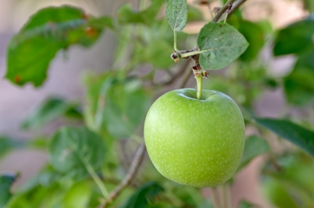 apple tree ready for harvestの写真素材