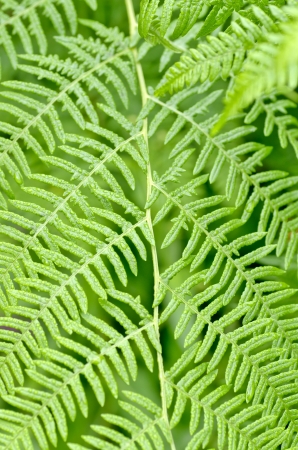 ferns found by the roadside in the wildの写真素材