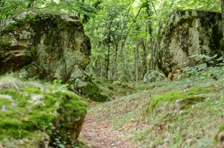 stones that cut a path of French forestの写真素材