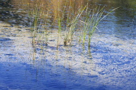 picture of herbs from the river bottomの写真素材