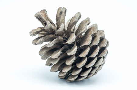 macro photograph of a pinecone on white backgroundの写真素材