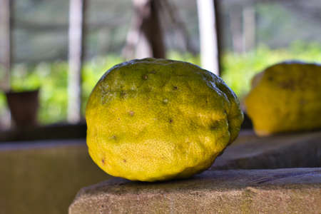Close up of yellow citrus fruit on the ground.