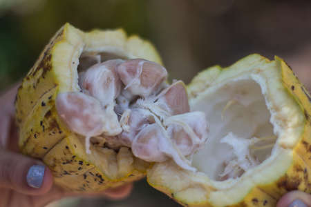 Cocoa fruit in the hands of a woman. Cocoa pod close-up.の写真素材