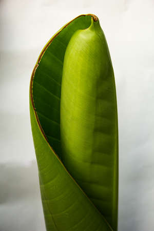 Cool green plants for your design ideasの写真素材