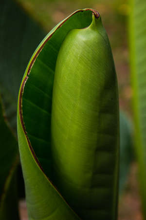 Cool green plants for your design ideasの写真素材