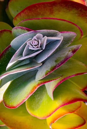 Beautiful succulent plants from different colors and kindsの写真素材