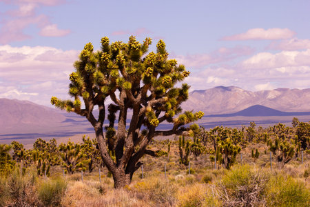 Cool trees and landscape to enrich our eyes and soulの写真素材