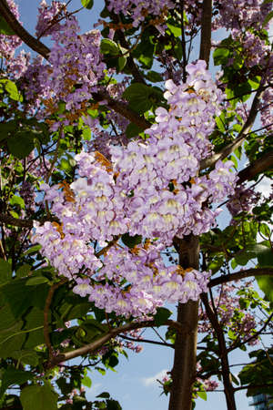 Beautiful blooms to give a taste of springの写真素材