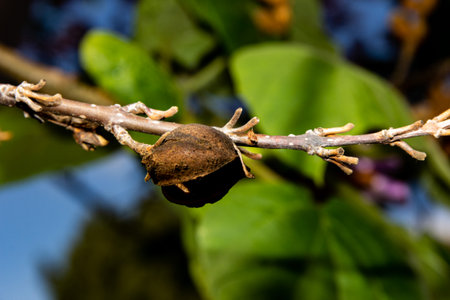 Beautiful artistic green leaves and branches for the nature oriented