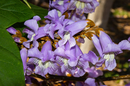 Beautiful blooms to give a taste of springの写真素材