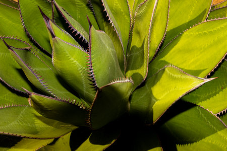 Beautiful variation of agave plants and its flowersの写真素材