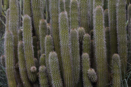 Cool variation of cactus and its flowersの写真素材