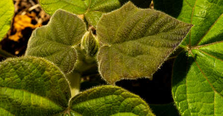 Beautiful artistic green leaves and branches for the nature orientedの写真素材
